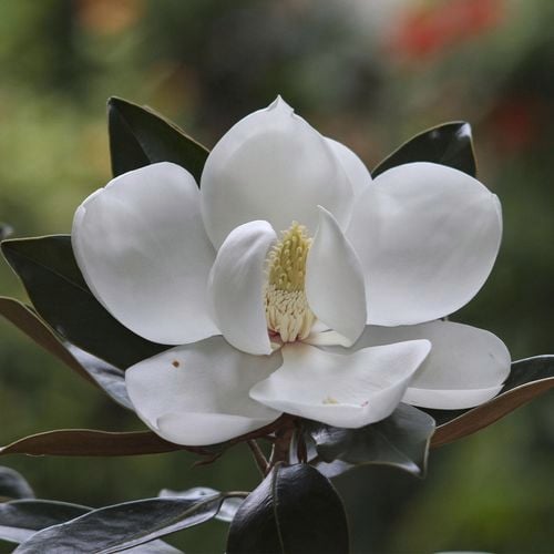 Magnolia grandiflora 'Little Gem' – Compact Evergreen Tree | Nursery ...