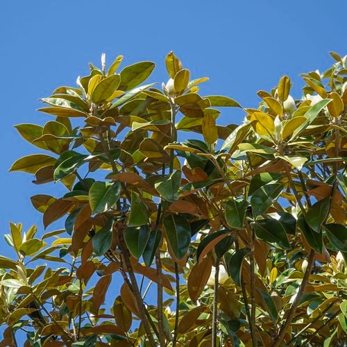 "Close-up of the leaves of Magnolia grandiflora 'Little Gem', highlighting their glossy texture and vibrant green colour."