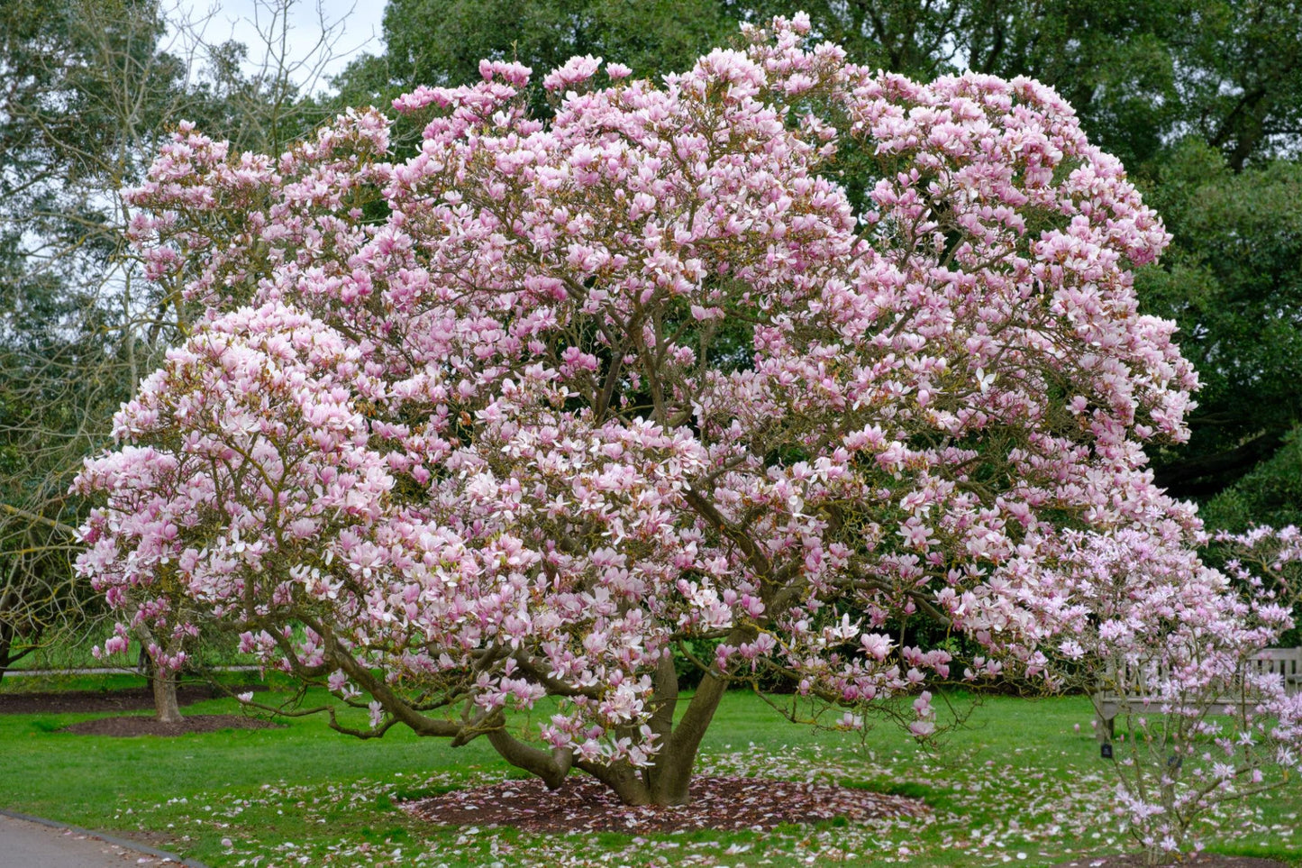 Magnolia Soulangeana ‘San Jose’ (San Jose Magnolia)