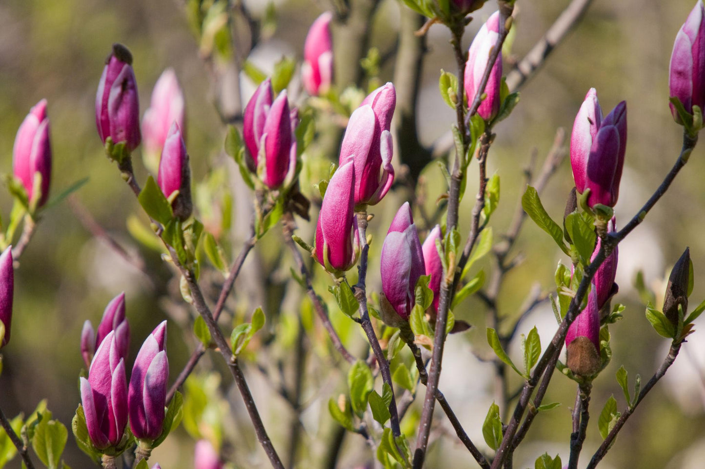 Magnolia Soulangeana ‘San Jose’ (San Jose Magnolia)