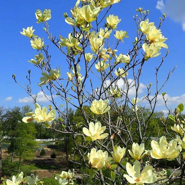 Magnolia ‘Sundance’ (Sundance Magnolia)