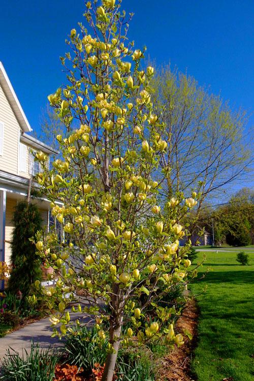 Magnolia ‘Sunsation’ (Sunsation Magnolia)
