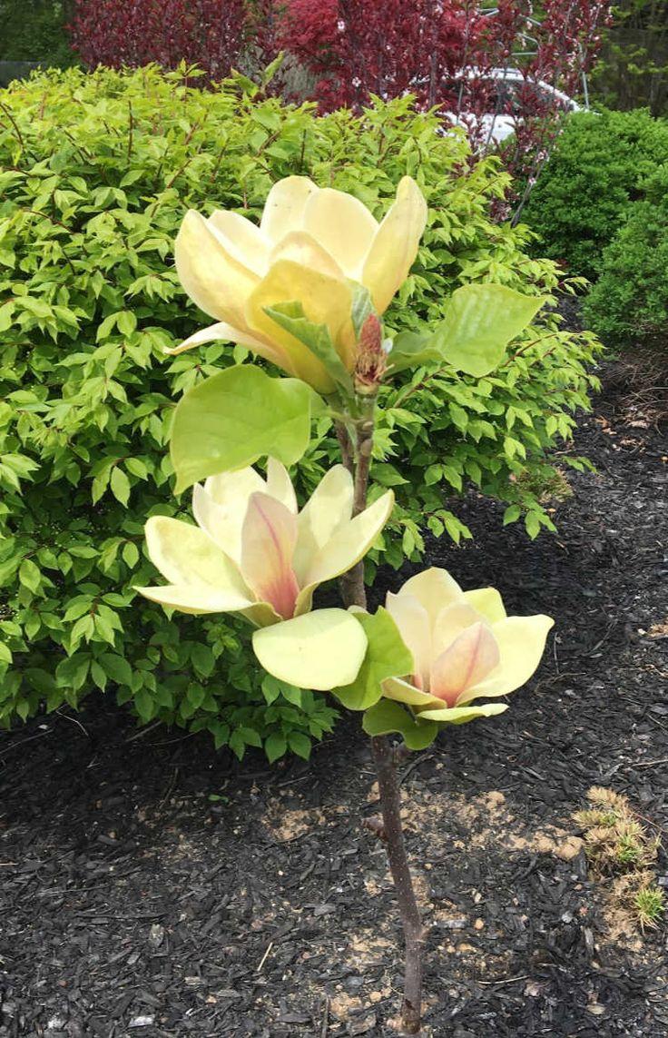 Magnolia ‘Sunsation’ (Sunsation Magnolia)