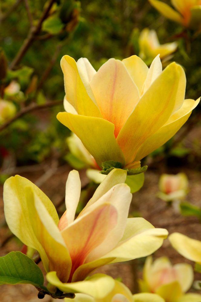 Magnolia ‘Sunsation’ (Sunsation Magnolia)