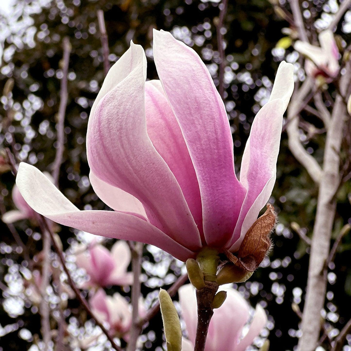 Magnolia 'Cameo' (Cameo Magnolia)