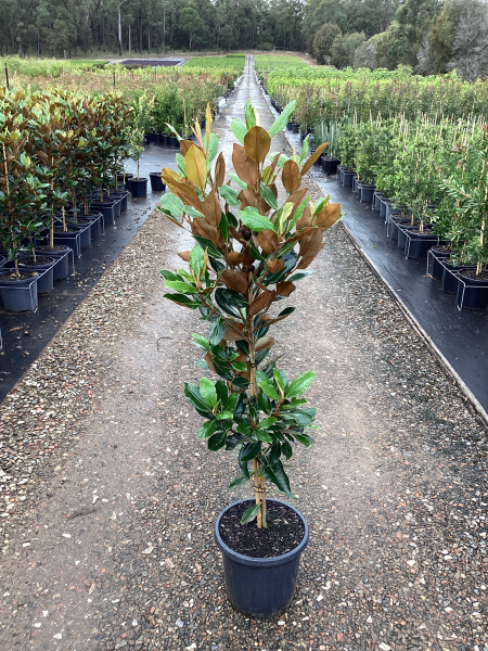 Magnolia Grandiflora ‘Little Gem’ (Little Gem Magnolia)