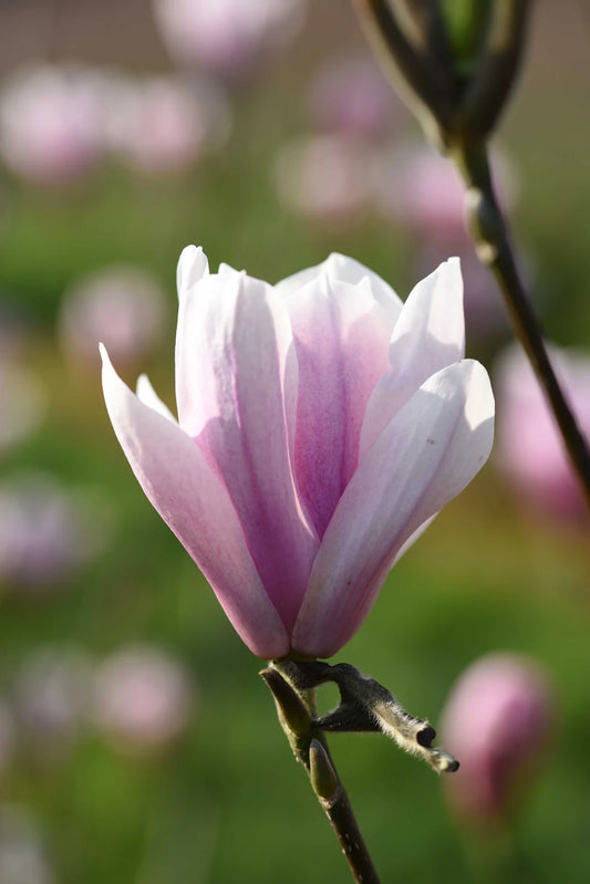 Magnolia ‘Heaven Scent’ (Heaven Scent Magnolia)