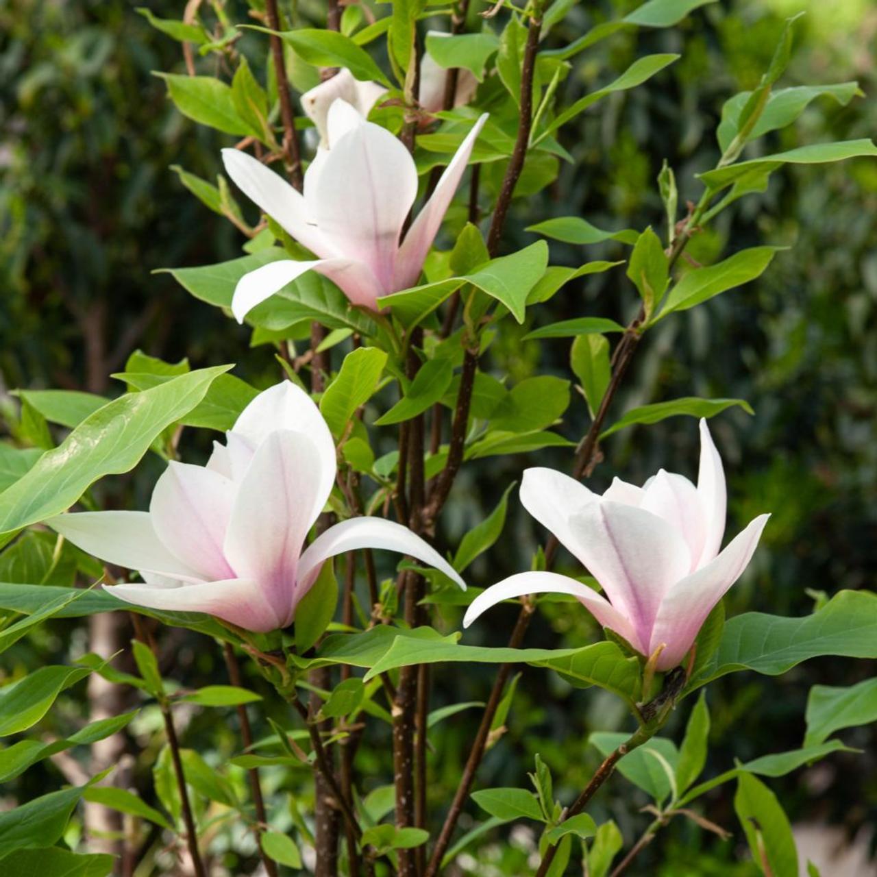 Magnolia ‘Heaven Scent’ (Heaven Scent Magnolia)