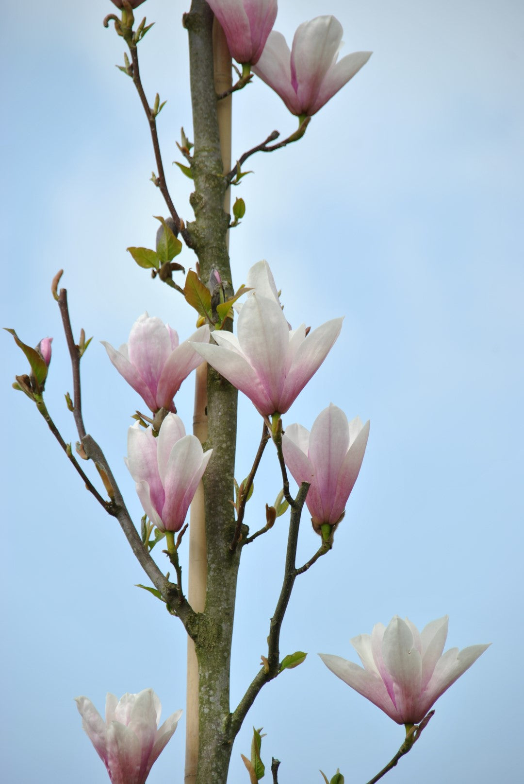 Magnolia ‘Heaven Scent’ (Heaven Scent Magnolia)