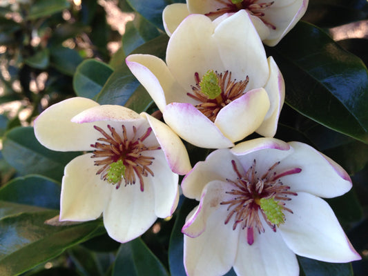 Magnolia ‘Parcleo’ Paradise® Princess Cleopatra (Magnolia)
