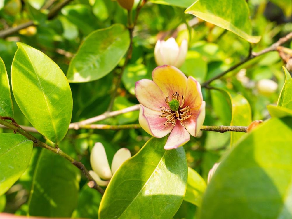 Magnolia ‘Parcleo’ Paradise® Princess Cleopatra (Magnolia)