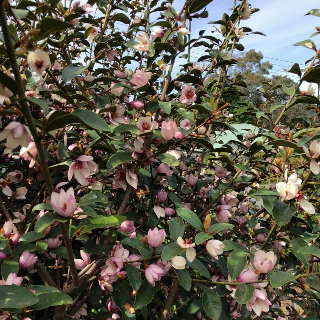 Magnolia ‘Pink Pearl’ (Pink Pearl Magnolia)
