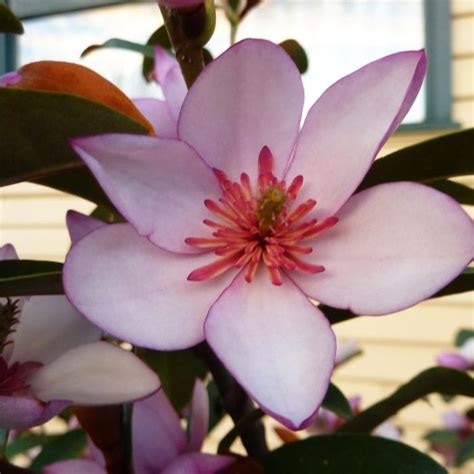 Magnolia ‘Pink Pearl’ (Pink Pearl Magnolia)