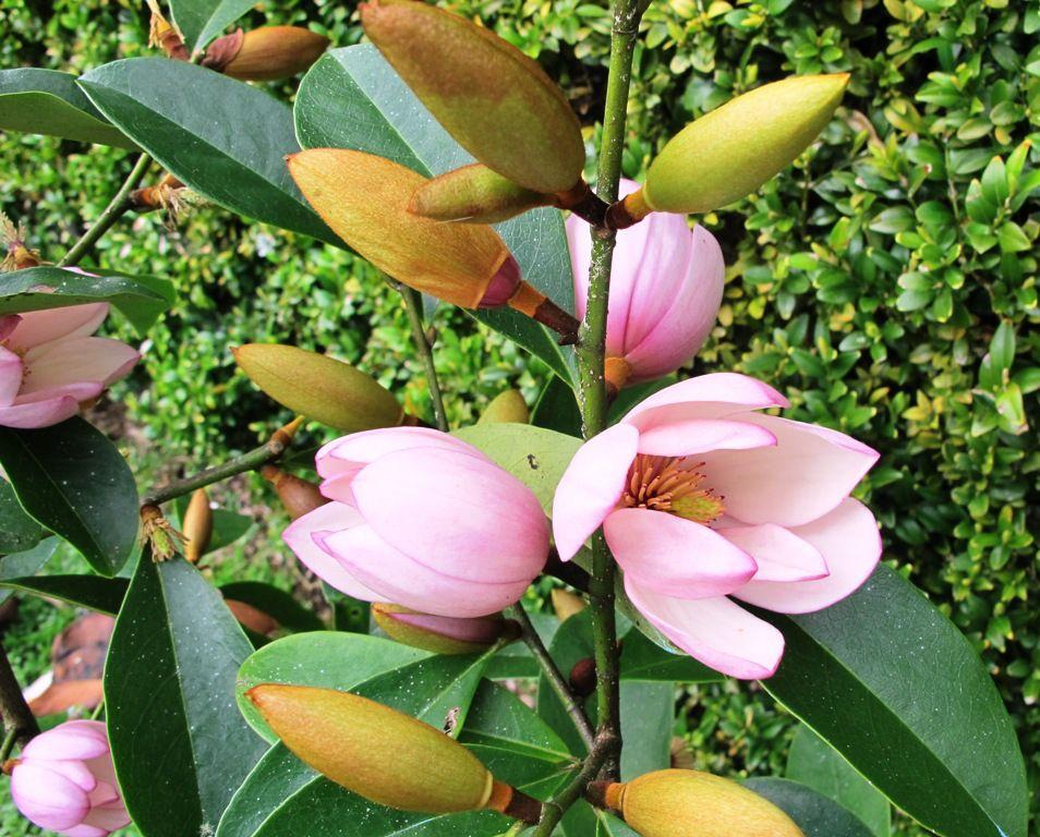 Magnolia ‘Pink Pearl’ (Pink Pearl Magnolia)