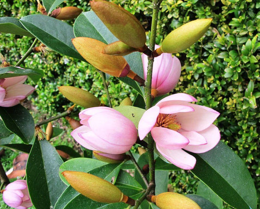 Magnolia ‘Pink Pearl’ (Pink Pearl Magnolia)