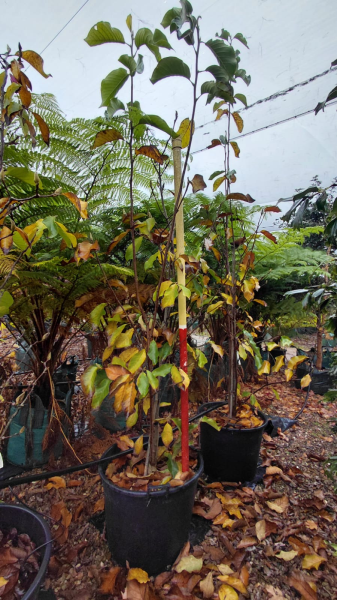 Magnolia ‘Star Wars’