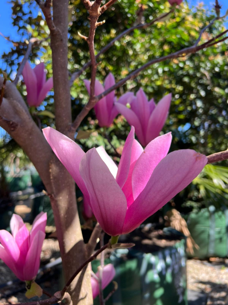 Magnolia ‘Star Wars’