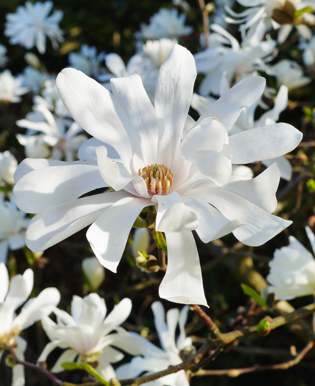 Magnolia Stellata (Royal Star Magnolia)