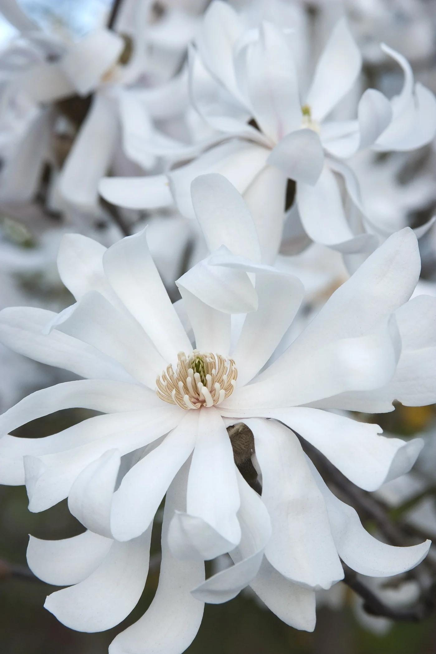 Magnolia Stellata (Royal Star Magnolia)