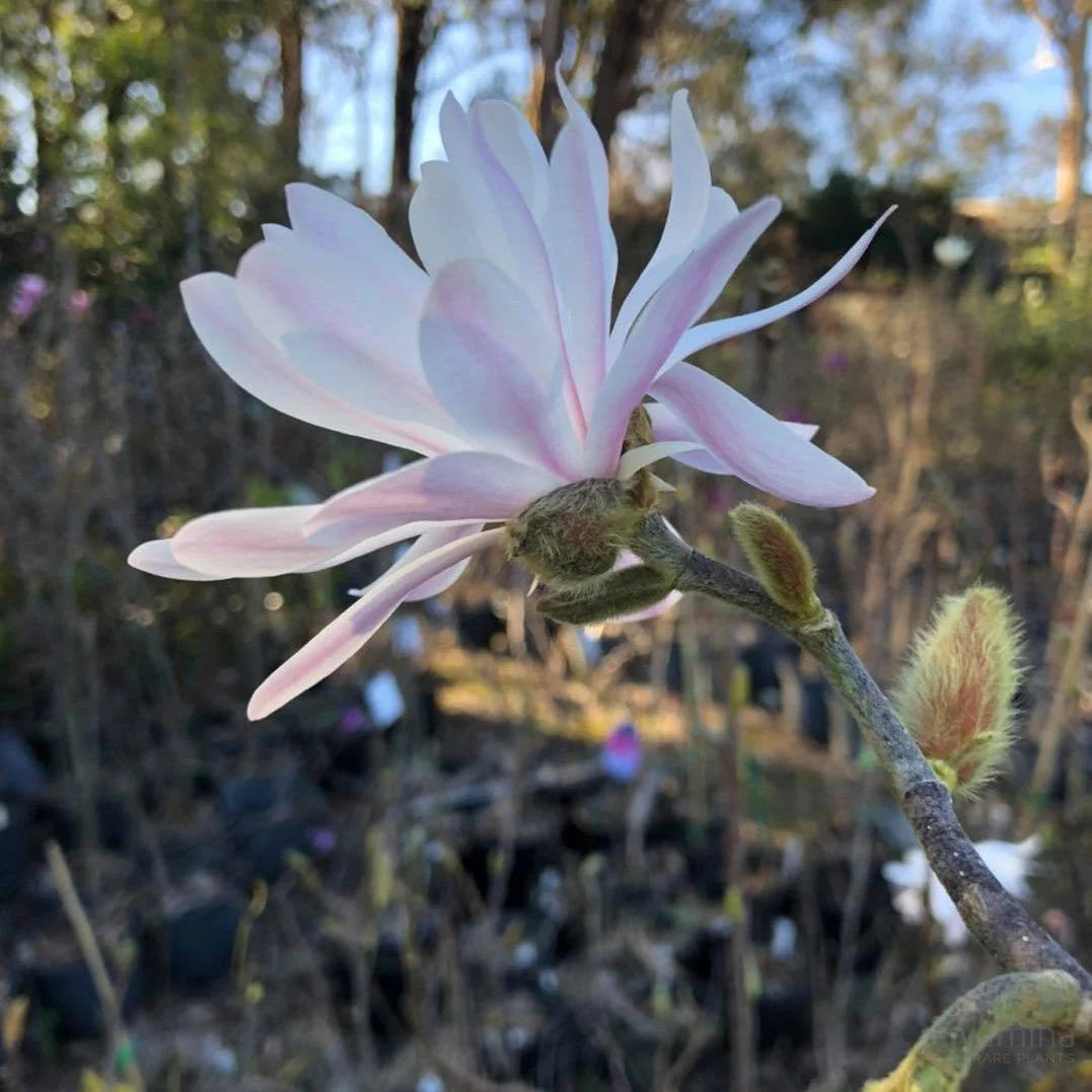 Magnolia Stellata (Royal Star Magnolia)