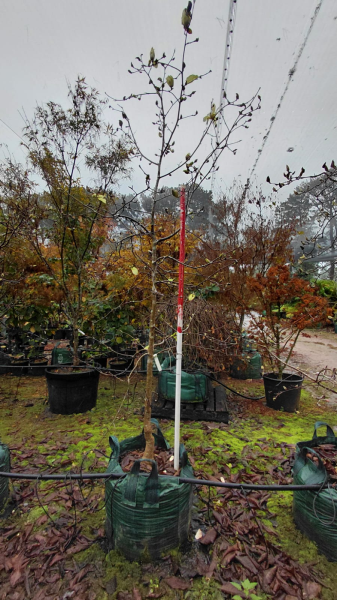 Magnolia ‘Sundance’ (Sundance Magnolia)