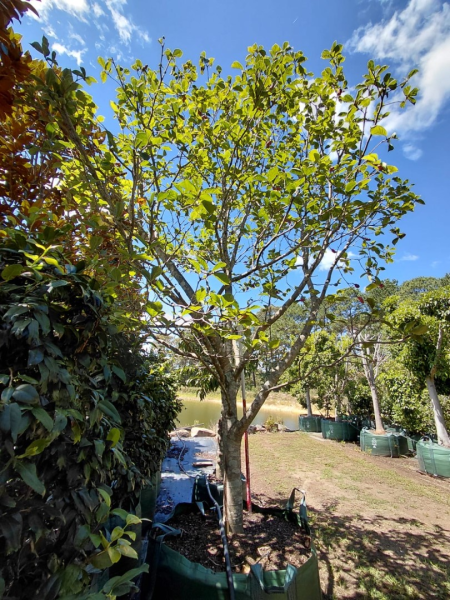 Magnolia ‘Sunsation’ (Sunsation Magnolia)