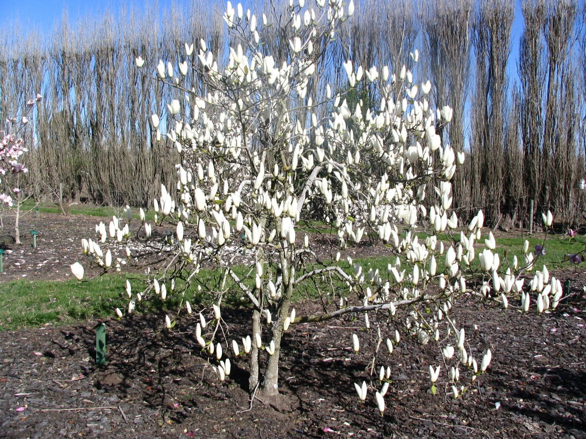 Magnolia ‘Tina Durio’ (Tina Durio Magnolia)