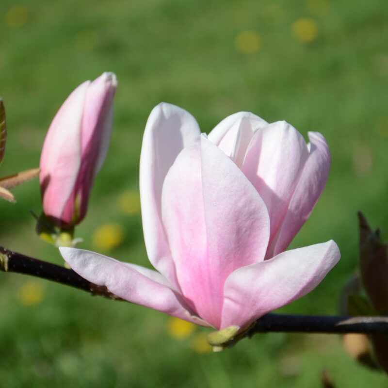 Magnolia ‘Tina Durio’ (Tina Durio Magnolia)