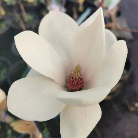 Magnolia ‘Tina Durio’ (Tina Durio Magnolia)