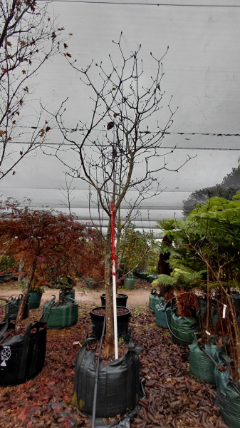 Magnolia 'Vulcan'