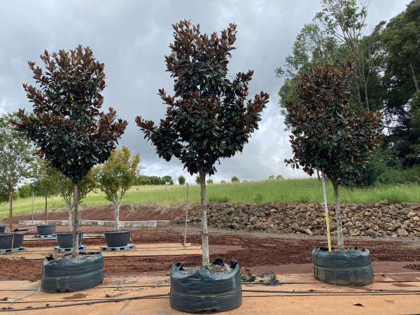 Magnolia Grandiflora (Coolwyn Gloss)