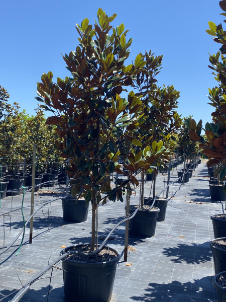 Magnolia Grandiflora (Coolwyn Gloss)