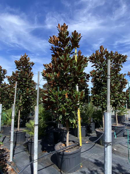 Magnolia Grandiflora (Coolwyn Gloss)