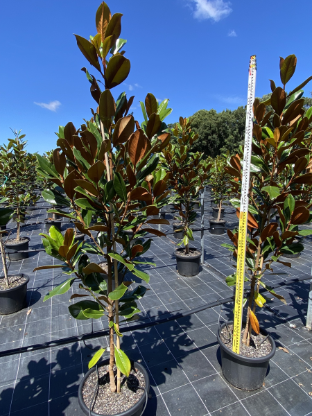 Magnolia Grandiflora (Coolwyn Gloss)