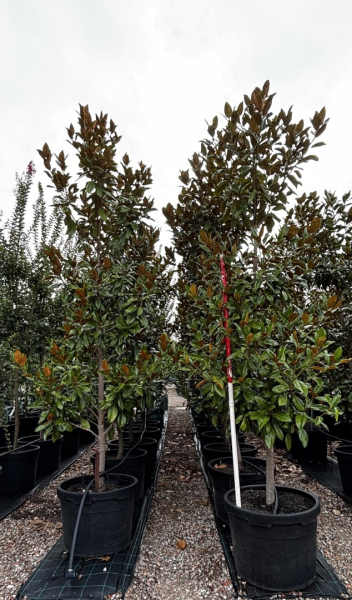 Magnolia Grandiflora ‘Exmouth’