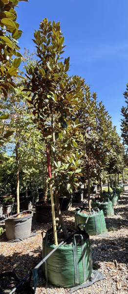 Magnolia Grandiflora ‘Exmouth’