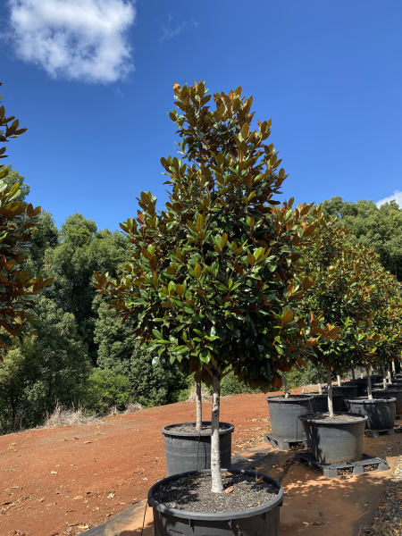 Magnolia Grandiflora 'Exmouth' (Exmouth Magnolia)