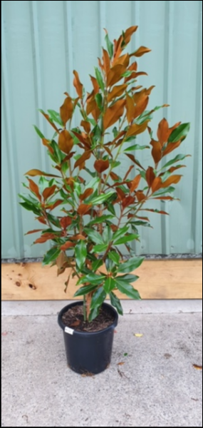 Magnolia Grandiflora 'Kay Parris' (Kay Parris Magnolia)