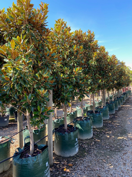 Magnolia Grandiflora 'Little Gem'