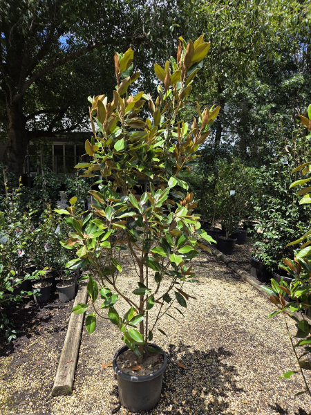 Magnolia Grandiflora 'Little Gem'