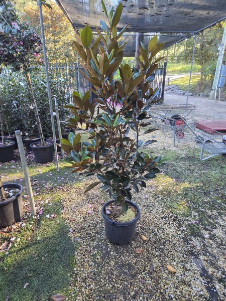 Magnolia Grandiflora ‘Little Gem’ (Little Gem Magnolia)