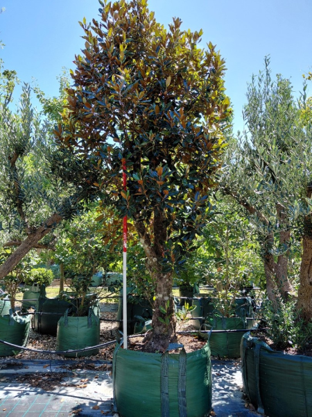 Magnolia Grandiflora 'Little Gem'