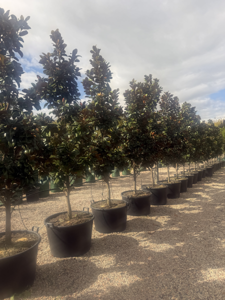 Magnolia Grandiflora 'Teddy Bear' (Teddy Bear Magnolia)