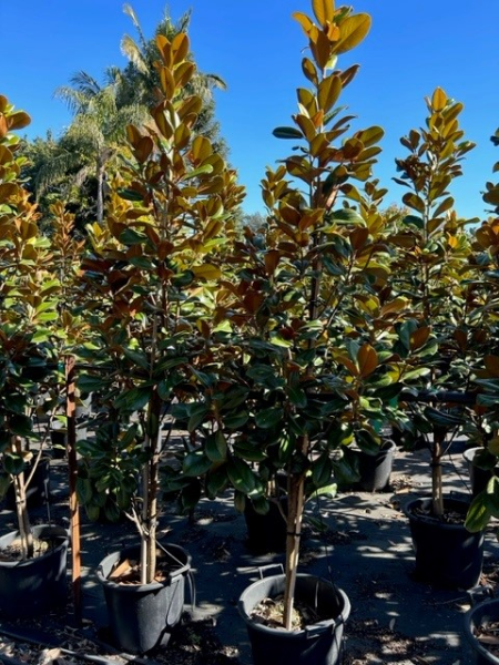 Magnolia Grandiflora 'Teddy Bear'