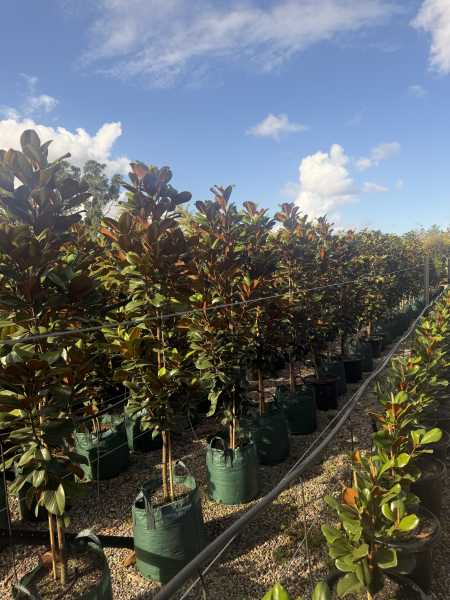 Magnolia Grandiflora 'Teddy Bear' (Teddy Bear Magnolia)