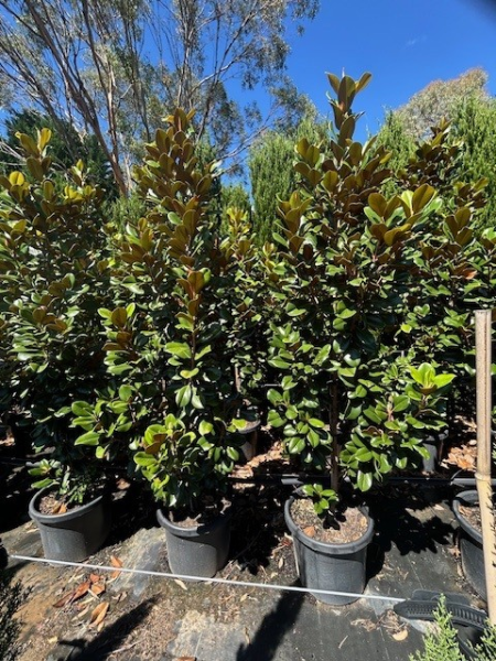 Magnolia Grandiflora 'Teddy Bear'