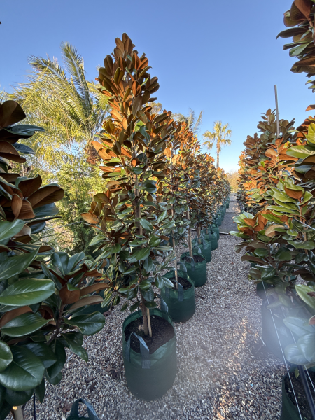 Magnolia Grandiflora 'Teddy Bear'