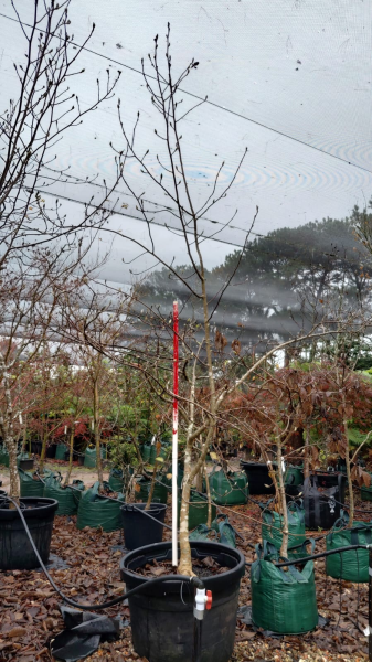 Magnolia x Soulangeana ‘Lennei Alba’ (Lennei Alba Magnolia)
