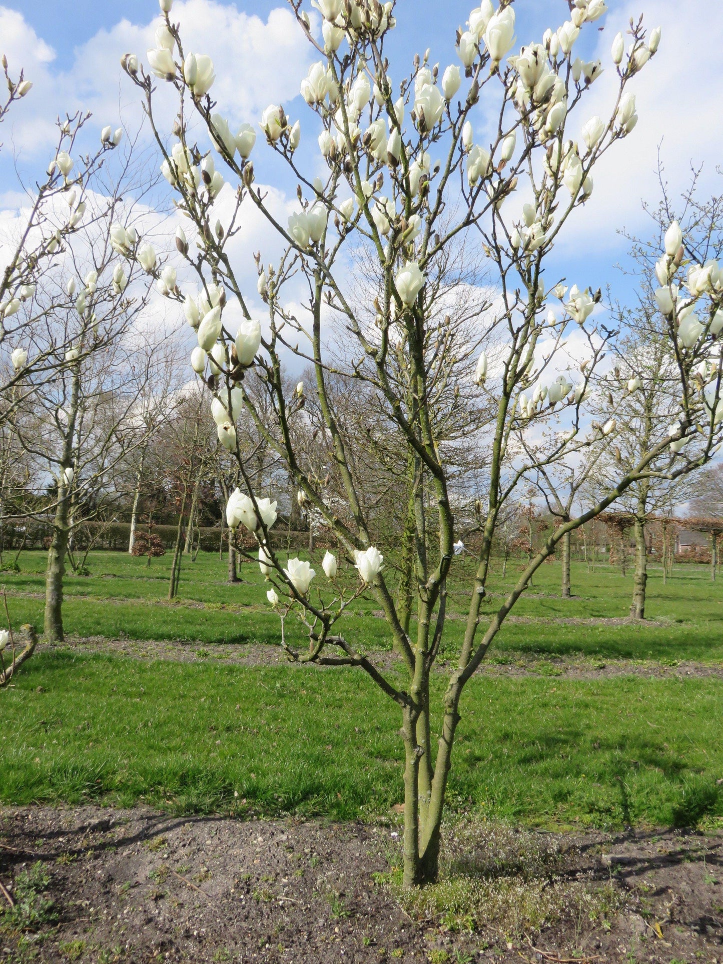 Magnolia X Soulangeana ‘Lennei Alba’ (Lennei Alba Magnolia)
