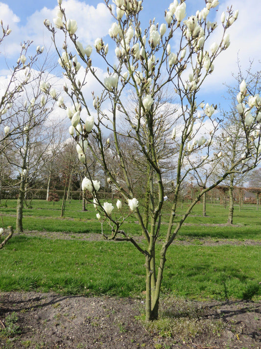 Magnolia X Soulangeana ‘Lennei Alba’ (Lennei Alba Magnolia)